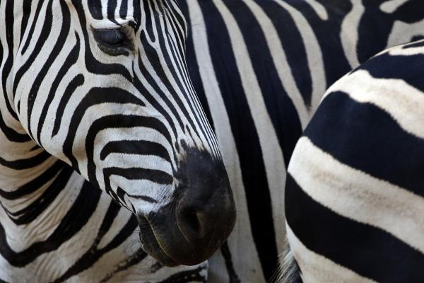 RESERVA DE MAPUTO RECEBE 1.500 ANIMAIS EM 43 DIAS DE REPOVOAMENTO