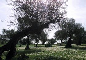 ALGUMAS EXPLORAÇÕES NO ALENTEJO NÃO TÊM ÁGUA SUFICIENTE PARA VINHA E OLIVAL  – INE