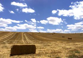 GOVERNO ACREDITA EM “BONS RESULTADOS”, AGRICULTORES FALAM DE SITUAÇÃO GRAVE DEVIDO À SECA