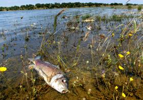 GNR INVESTIGA CAUSA DO APARECIMENTO DE PEIXES MORTOS NO RIO SOUSA, EM PENAFIEL