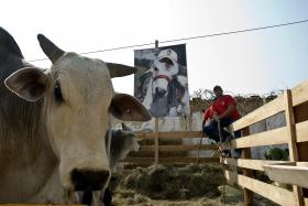 NOVO MATADOURO ANGOLANO PERMITE ABATE DE 500 ANIMAIS POR DIA E CORTE NAS IMPORTAÇÕES