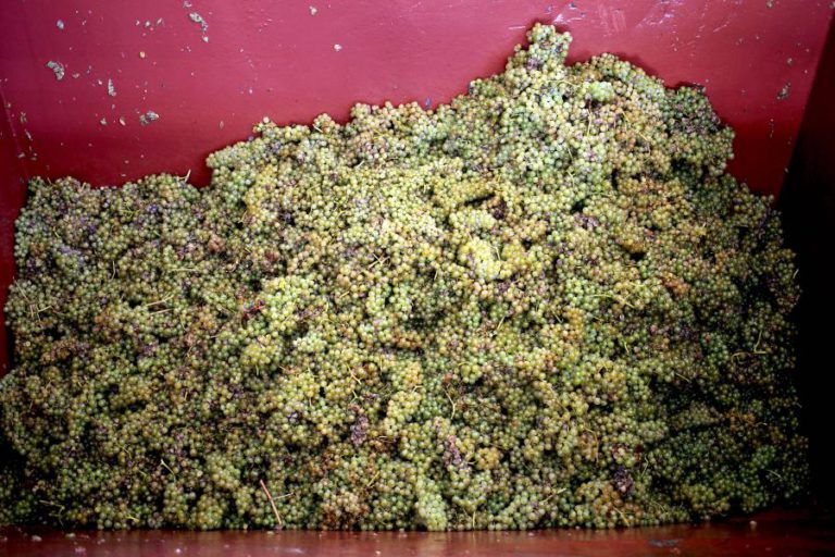 REGIÃO DOS VINHOS VERDES DESTACA ANO DE “UVAS MARAVILHOSAS PARA GRANDES VINHOS”