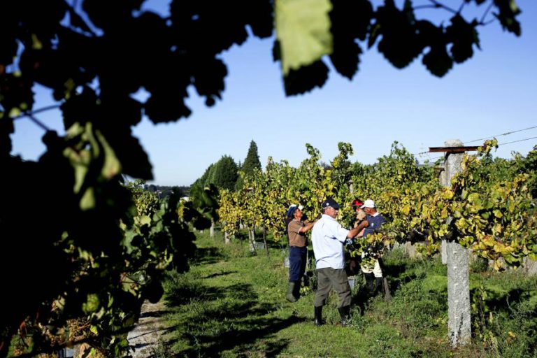 VINHO VERDE COM PREVISÃO DE EXPORTAÇÕES DE 60 ME ATÉ FINAL DE 2017