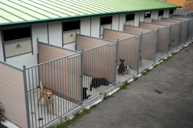 CAMPANHA DE RECOLHA DE ALIMENTOS PARA ANIMAIS COMEÇA HOJE EM TODO O PAÍS