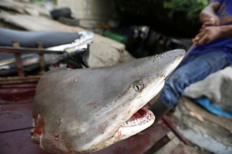 TIMOR-LESTE SUSPENDE LICENÇAS E RETÉM NAVIOS CHINESES QUE PESCARAM TUBARÃO