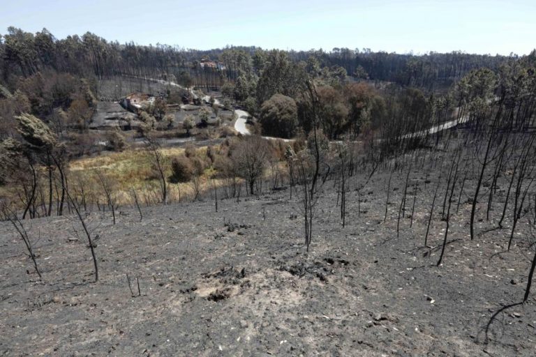 FUNDO REVITA APOIA 363 AGRICULTORES AFETADOS POR INCÊNDIO DE PEDRÓGÃO GRANDE COM 812 MIL EUROS