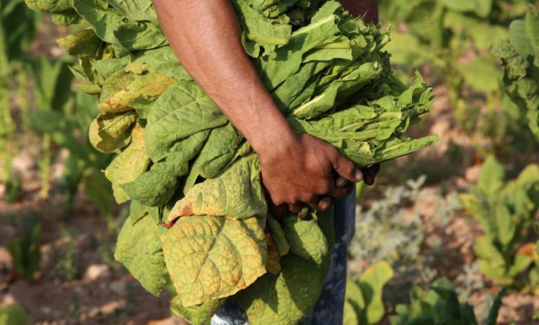 PATRÕES DEFENDEM SETOR PRIMÁRIO PARA MOÇAMBIQUE GANHAR COMPETITIVIDADE