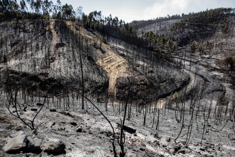 “UM DOS PIORES ANOS” DE FOGOS EM FRANÇA REPRESENTA UM DÉCIMO DA ÁREA ARDIDA EM PORTUGAL