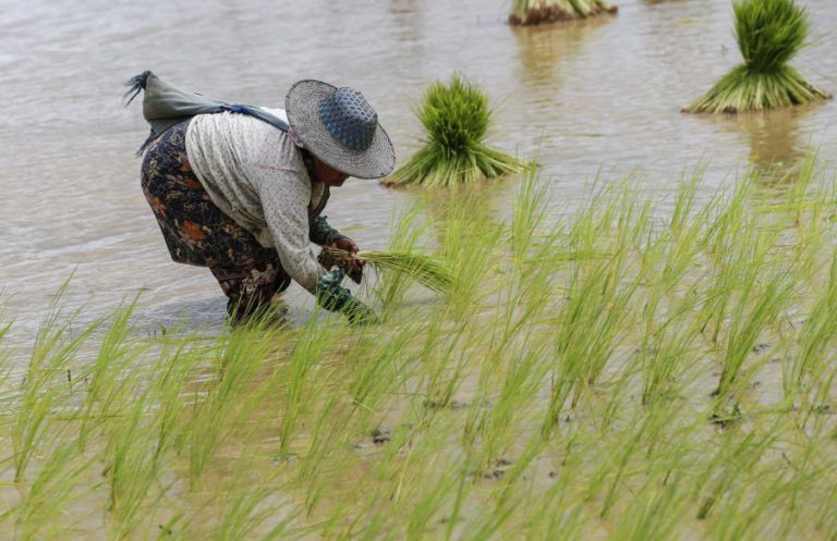 GOVERNO SÃO-TOMENSE DISTRIBUI PARA VENDA MIL TONELADAS DE DONATIVO DE ARROZ DA CHINA