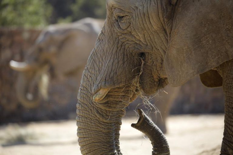 ANIMAIS DE GRANDE PORTE E PEQUENOS VERTEBRADOS CORREM MAIS RISCOS DE EXTINÇÃO – ESTUDO