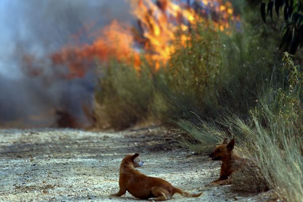 TREZE CONCELHOS EM RISCO MÁXIMO DE INCÊNDIO NO INTERIOR CENTRO E ALGARVE