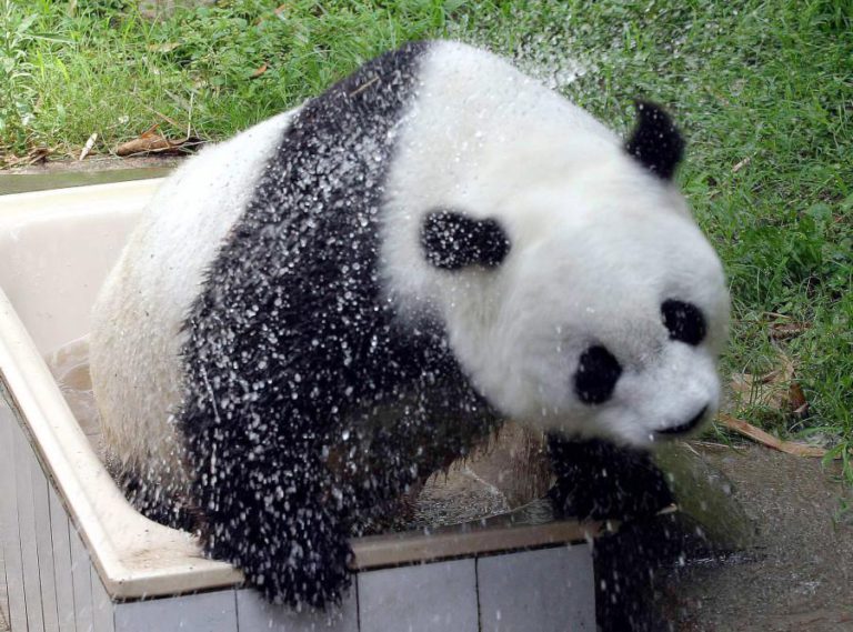 MORREU PANDA GIGANTE MAIS VELHO DO MUNDO, QUE VIVIA EM CATIVEIRO NA CHINA