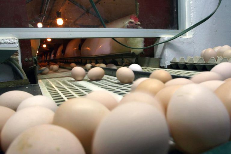 PORTUGAL SAI DA LISTA DE OVOS CONTAMINADOS MAS ANGOLA E CABO VERDE ENTRAM