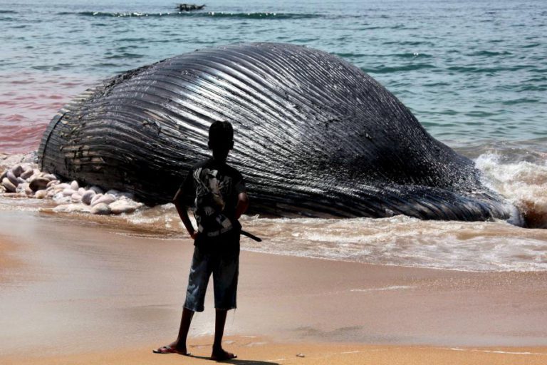 BALEIA GIGANTE ENCALHA EM PRAIA DA BEIRA NO CENTRO DE MOÇAMBIQUE