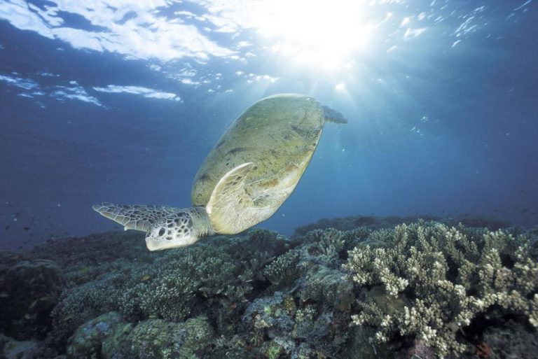 CARBONO NOS OCEANOS PODERÁ ATINGIR LIMIAR CATASTRÓFICO EM 2100, PREVÊ INVESTIGADOR