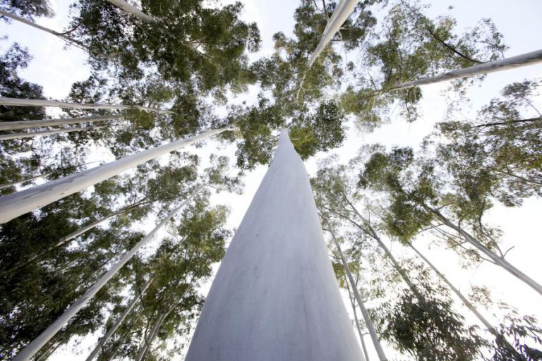 QUERCUS QUER LEIS PARA DIMINUIR AÉREA DE EUCALIPTOS