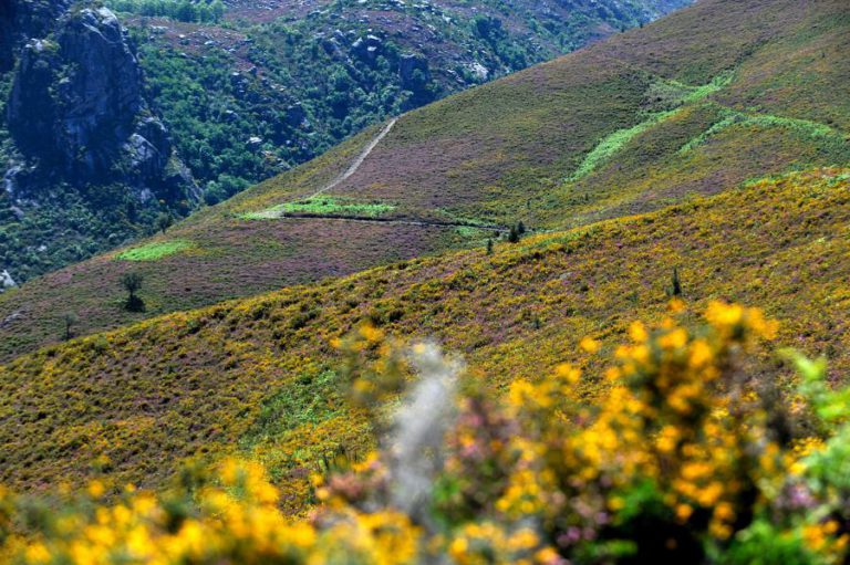 PROJETO-PILOTO DA PENEDA GERÊS VAI RECEBER INVESTIMENTO DE 1,1 ME