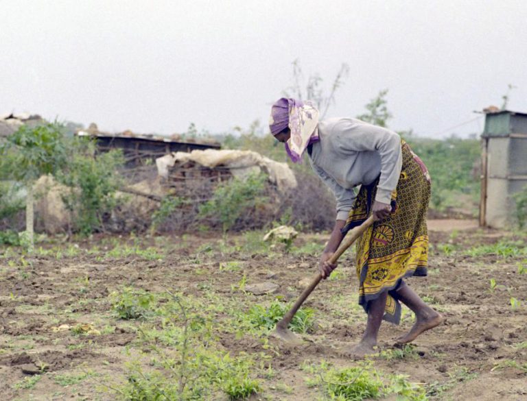 MAIS DE 30% DOS ANGOLANOS QUE TRABALHAM É NA AGRICULTURA – ESTUDO