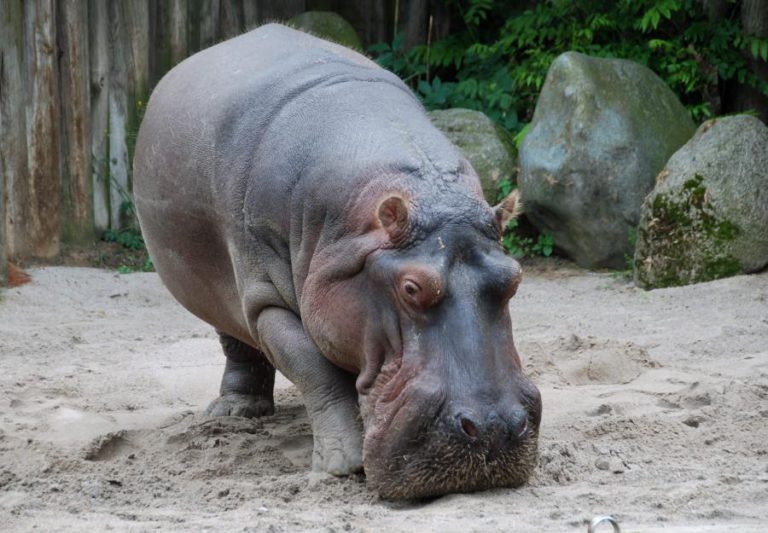 PELO MENOS 100 HIPOPÓTAMOS MORTOS EM PARQUE NAMIBIANO JUNTO AO SUL DE ANGOLA