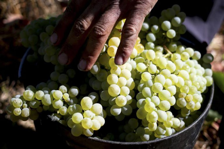 PORTUGAL GASTRONÓMICO “MENOS CONHECIDO” É O CONVIDADO DA FESTA DAS VINDIMAS EM PARIS