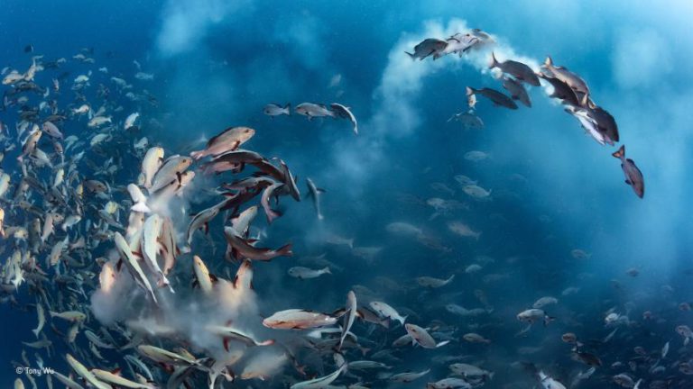 REPRESENTANTES DE 61 PAÍSES REÚNEM-SE EM MALTA PARA COMPROMISSOS DE GESTÃO SUSTENTÁVEL DOS OCEANOS
