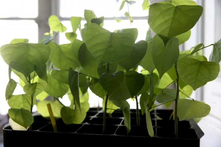 INVESTIGADORES CRIAM NOVOS COMPOSTOS COM FERRO PARA ALIMENTAR MELHOR AS PLANTAS