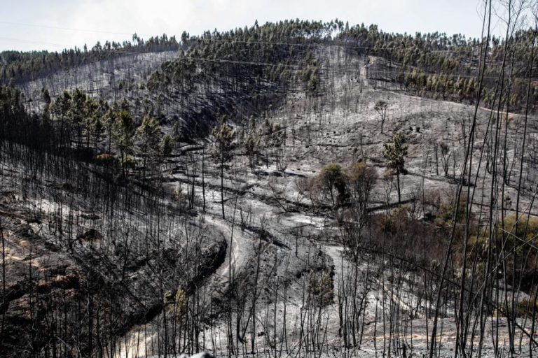 PORTUGAL PERDEU 4% DA ÁREA ARBORIZADA EM 2016 DEVIDO A MÁ GESTÃO – ESTUDO