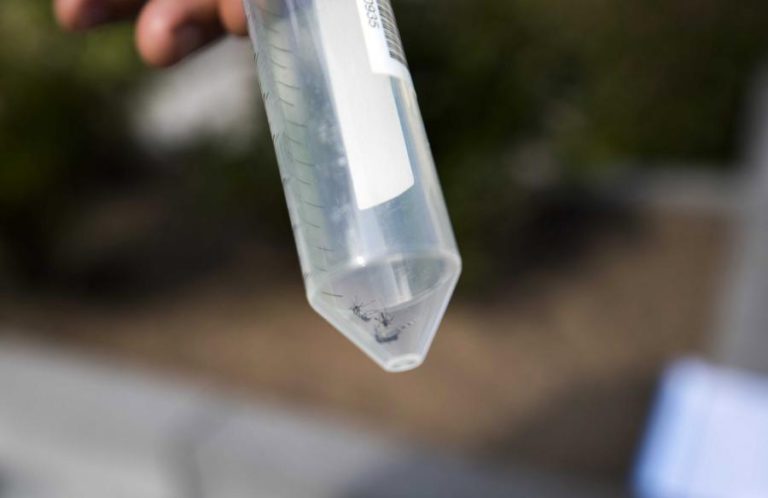 ESTUDO CONCLUIU QUE INSETICIDA USADO PARA COMBATER MOSQUITOS EM CABO VERDE É EFICAZ