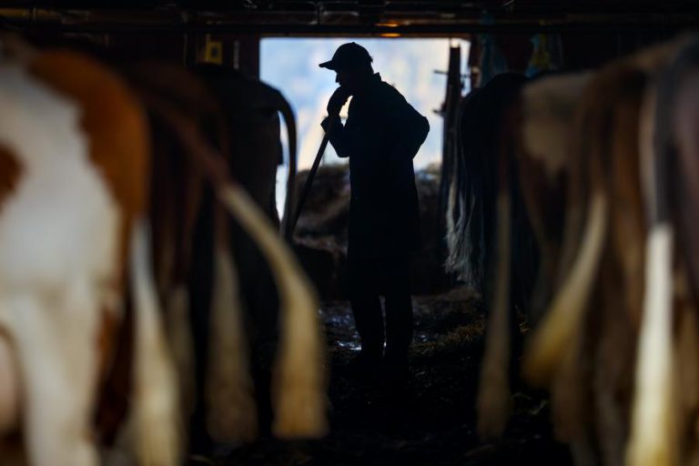 PRODUTORES NACIONAIS DE LEITE GANHAM COM A “CRISE” DA MANTEIGA NA EUROPA – FENELAC