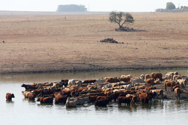 MINISTÉRIO DA AGRICULTURA AVANÇA COM APOIO À ALIMENTAÇÃO ANIMAL NA PRÓXIMA SEMANA DEVIDO À SECA