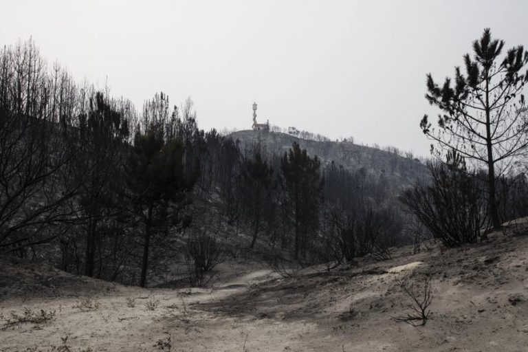 CERCA DE 190 MIL HECTARES DE FLORESTA QUEIMADOS A 15 DE OUTUBRO