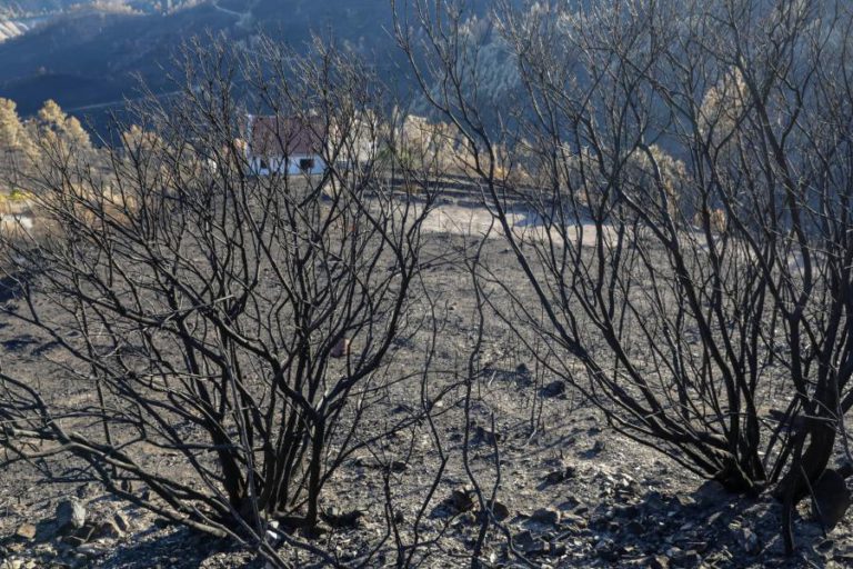 MAIS DE 418 MIL HECTARES DE FLORESTA QUEIMADA, CERCA DE METADE EM OUTUBRO