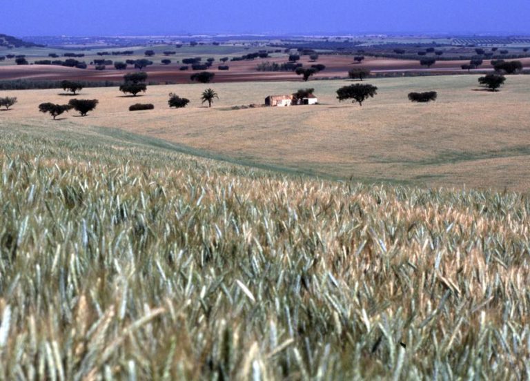 PRODUÇÃO AGRÍCOLA RECUA 2,8% EM 2016 NA UE E 2,5% EM PORTUGAL