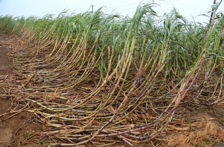 BRASILEIROS E ANGOLANOS COM RECORDE DE AÇÚCAR PRODUZIDO NO NORTE DE ANGOLA