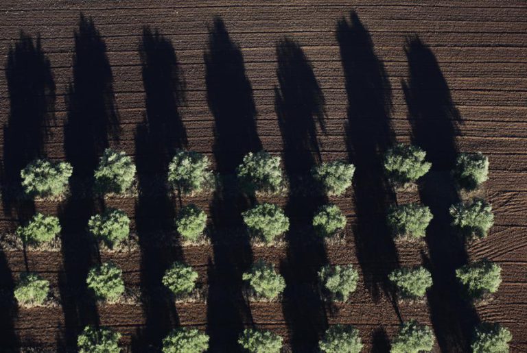 AGRICULTORES ESPERAM QUE SEJAM TRAVADAS ALTERAÇÕES AO REGIME SIMPLIFICADO