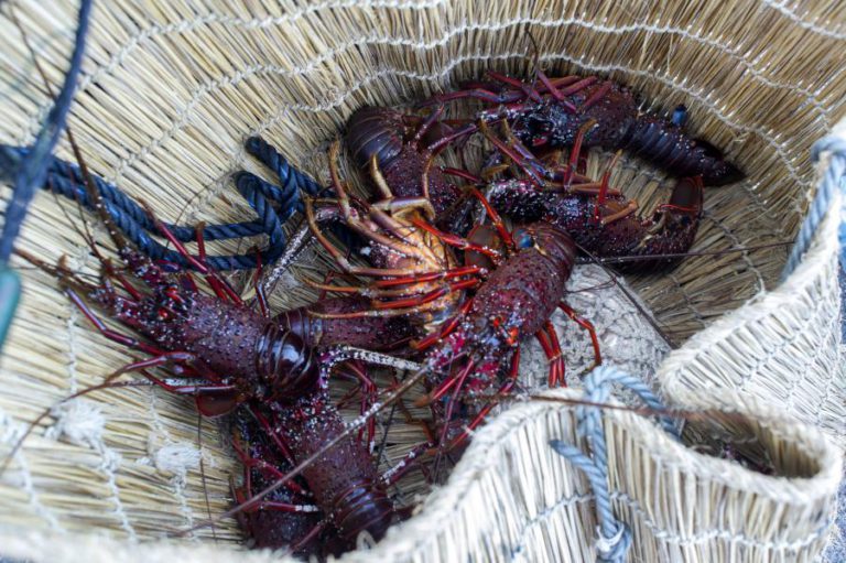 PORTUGAL É O PAÍS QUE MAIS CRUSTÁCEOS COMPRA A MOÇAMBIQUE