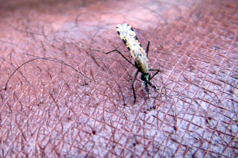 EPIDEMIA DE PALUDISMO “RELATIVAMENTE CONTROLADA” EM CABO VERDE