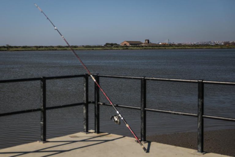 WWF QUER MUDAR HÁBITOS DE CONSUMO DE PEIXE DE SEIS MILHÕES DE PESSOAS