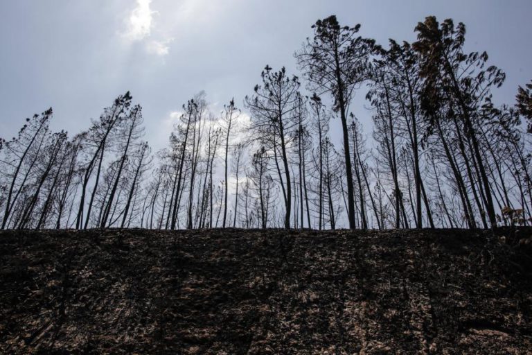 FUNDO REVITA APOIA 763 PEQUENOS AGRICULTORES AFETADOS PELOS INCÊNDIOS COM 2,4 ME