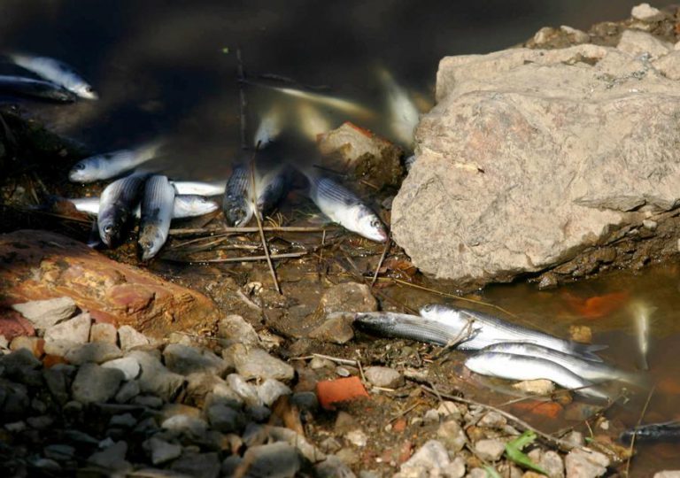 MINISTRO DO AMBIENTE ESPERAVA MAIS DOS TRABALHOS CONTRA POLUIÇÃO DO TEJO