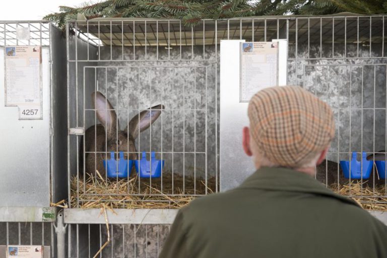 COELHOS PENHORADOS EM ESTARREJA VÃO SER REMOVIDOS NA QUINTA-FEIRA