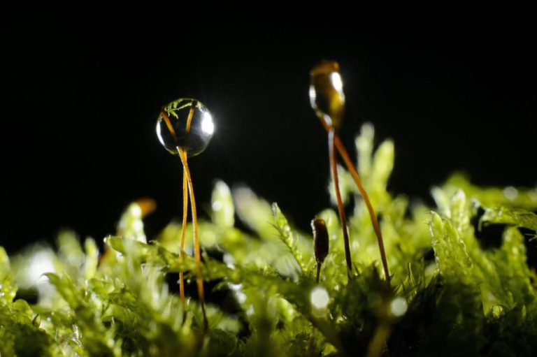 ESCASSEZ DE MUSGO DEVIDO À SECA LEVA A MAIOR PROCURA NAS LOJAS