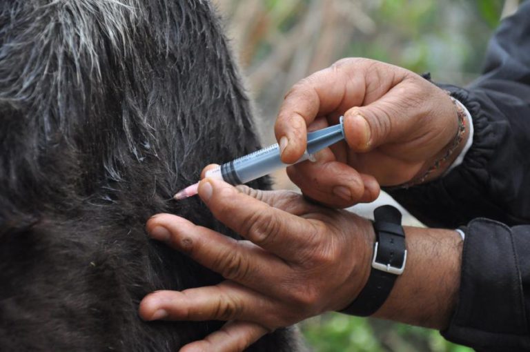AUTORIDADES INICIAM VACINAÇÃO CONTRA FEBRE AFTOSA NO INTERIOR DE MOÇAMBIQUE