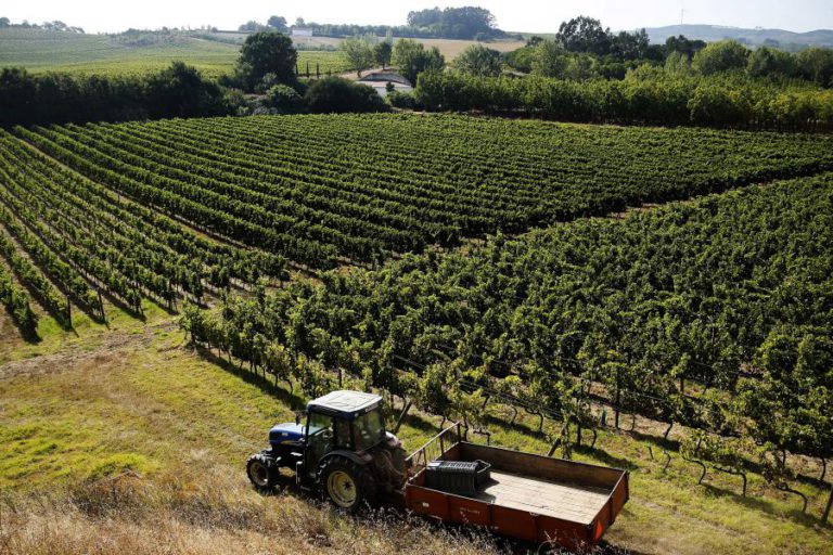 PORTUGAL PERDEU 47 MIL HECTARES DE VINHA EM DEZ ANOS, SEGUNDO ASSOCIAÇÃO
