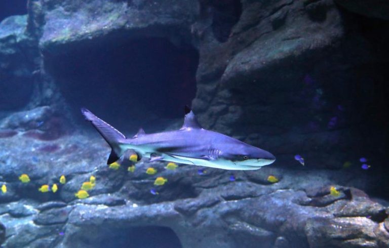 OCEANÁRIO DISTRIBUI 100 MIL EUROS POR PROJETOS DE CONSERVAÇÃO DE TUBARÕES E RAIAS