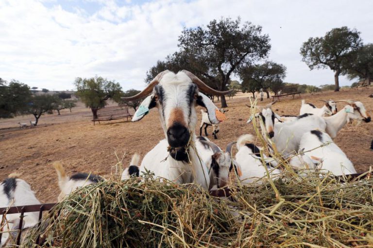 PRIMEIROS HOMENS MODERNOS IBÉRICOS QUEIMAVAM OSSOS DE ANIMAIS PARA SE AQUECEREM