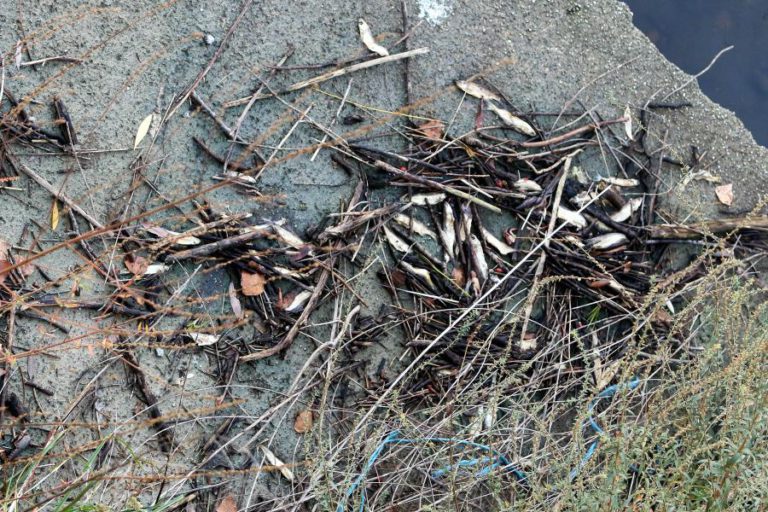 INSPEÇÃO-GERAL DO AMBIENTE APONTA SITUAÇÃO “INACEITÁVEL” EM CASOS DE POLUIÇÃO NO TEJO