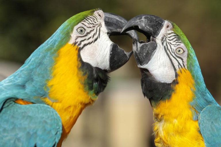OVOS APREENDIDOS A TRAFICANTES DÃO ORIGEM A AVES EXÓTICAS NO ZOO DE LISBOA