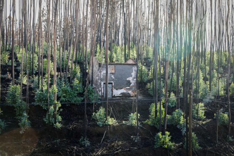 INCÊNDIOS: GOVERNO PAGA 40 MILHÕES DE EUROS A 20 MIL AGRICULTORES ATÉ FINAL DO ANO