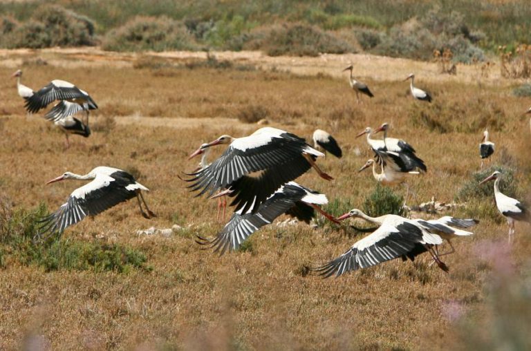 BRUXELAS LEVA PORTUGAL A TRIBUNAL POR INCUMPRIMENTO DA PROTEÇÃO DE HABITATS